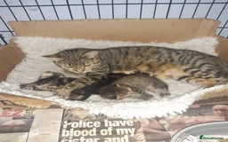 Mixed Breed cats for adoption: Kittens for adoption - Image 5