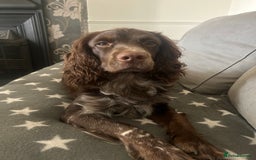 Cocker Spaniel dogs for stud: Chase - Image 7