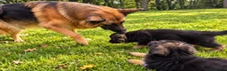 German Shepherd dogs for sale: World class German Shepherds - Advert 15