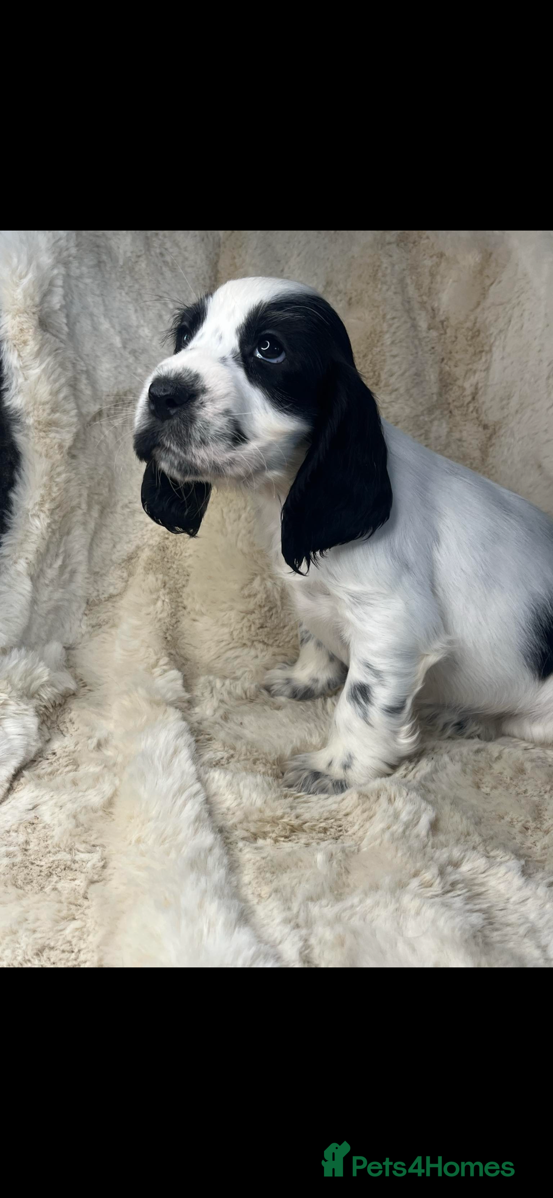 Cocker Spaniel dogs for sale: Health tested cocker spaniel puppies  - Advert 7