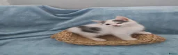 Mixed Breed cats for sale: Beautiful Kittens Videos in Barnsley - Advert 7