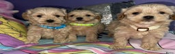 Maltipoo dogs for sale: Outstanding maltipoo - Advert 17