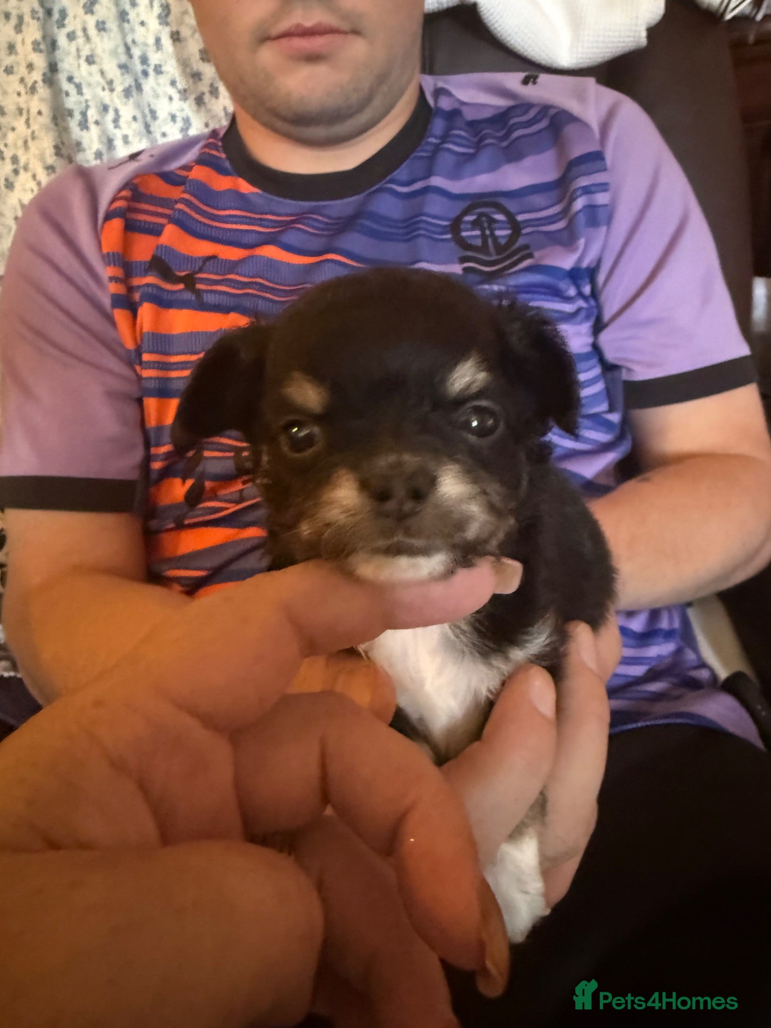 Chihuahua dogs Long haired black male - Advert 9
