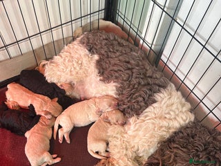 Cockapoo dogs F1B cockapoos - Advert 1