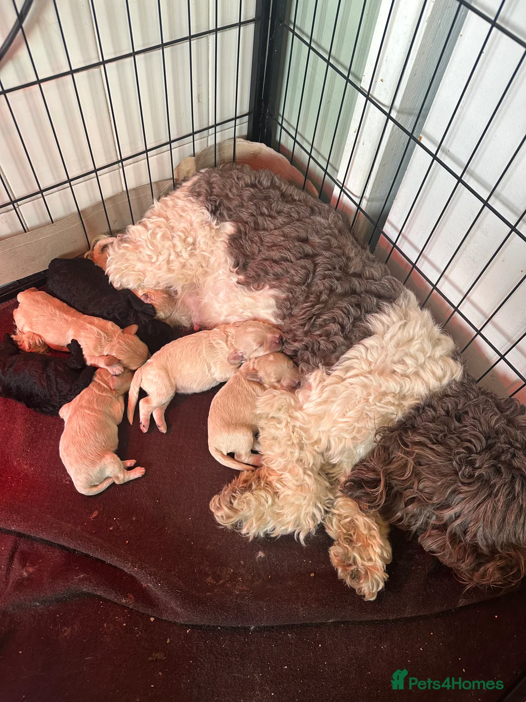 Cockapoo dogs for sale: F1B cockapoos last boy left  - Advert 4