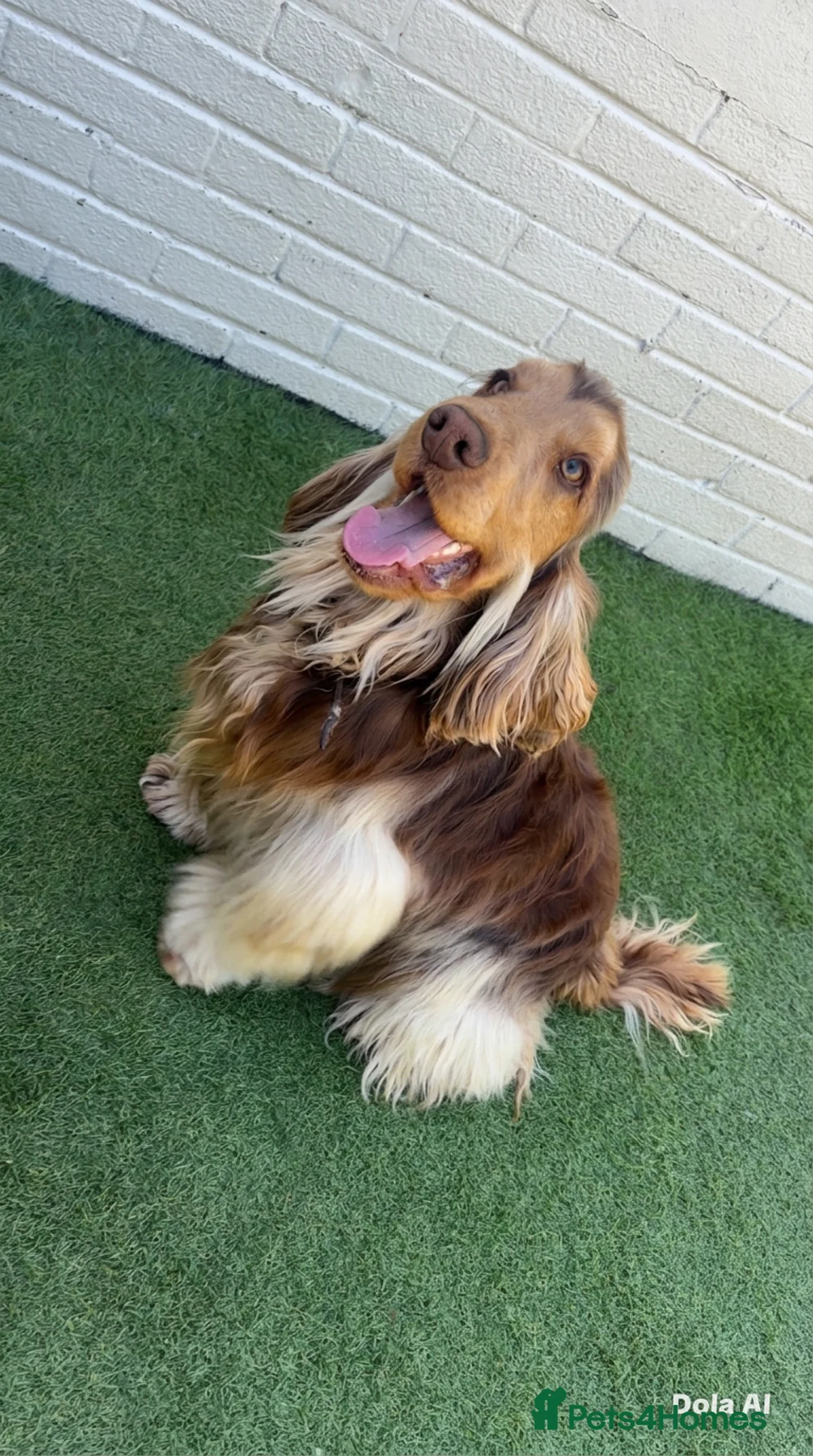 Cocker Spaniel dogs for stud: Stunning Chocolate sable show cocker for stud  - Advert 2