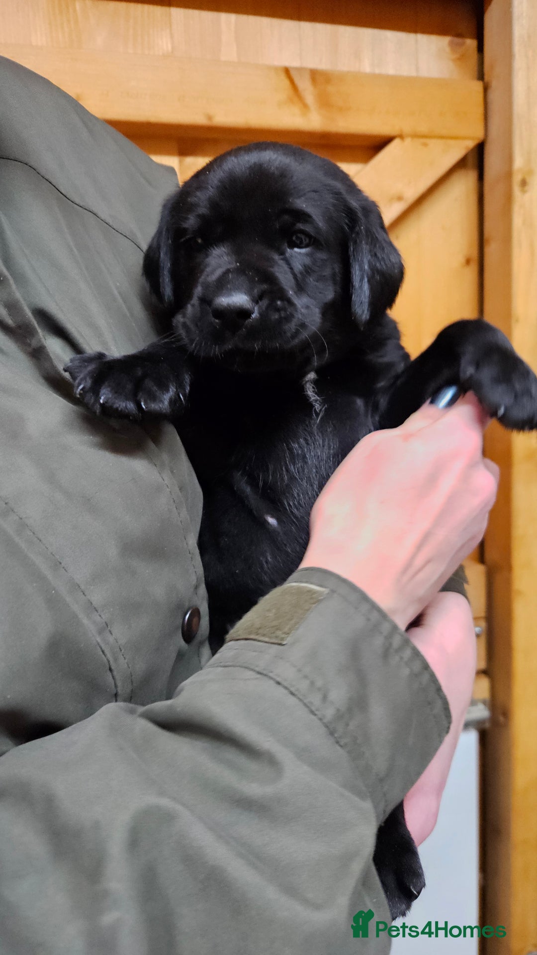 Labrador Retriever dogs for sale: Black labrador x gwp puppies working or pet homes - Advert 22
