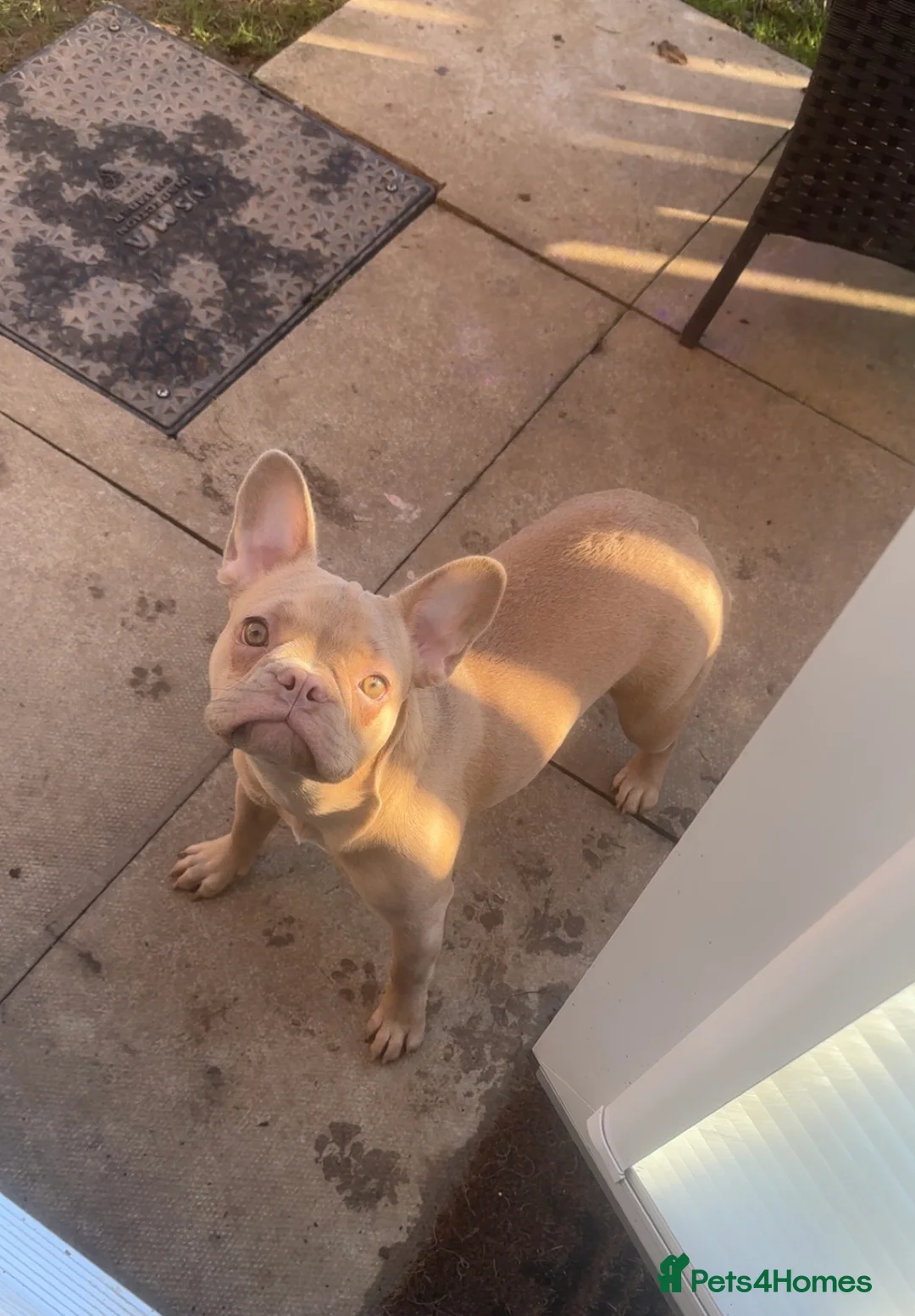 French Bulldog dogs for sale: Daisy - Advert 2