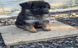 German Shepherd dogs for sale: German shepherd puppy  - Image 3