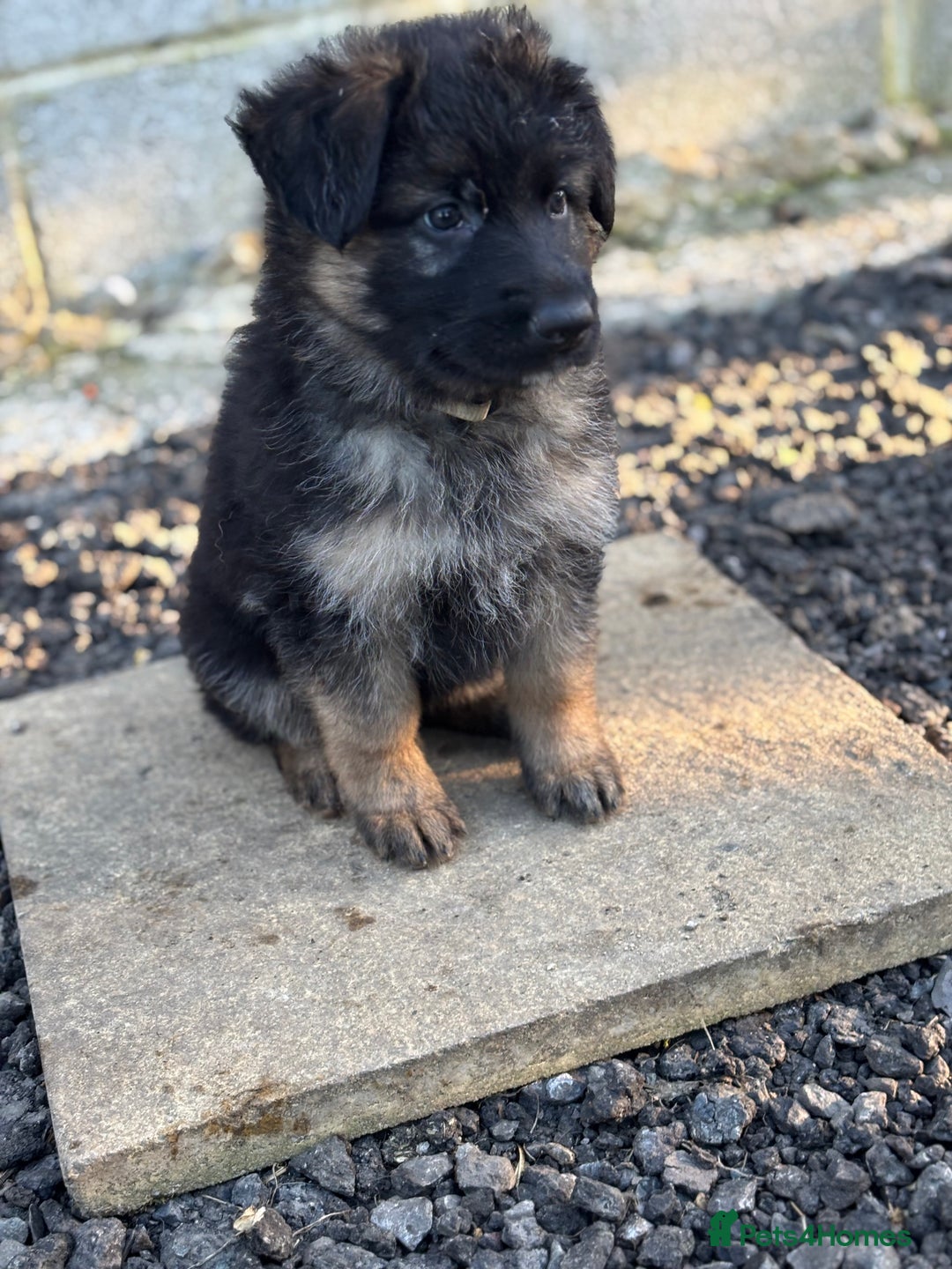 German Shepherd dogs for sale: German shepherd puppy  - Image 3