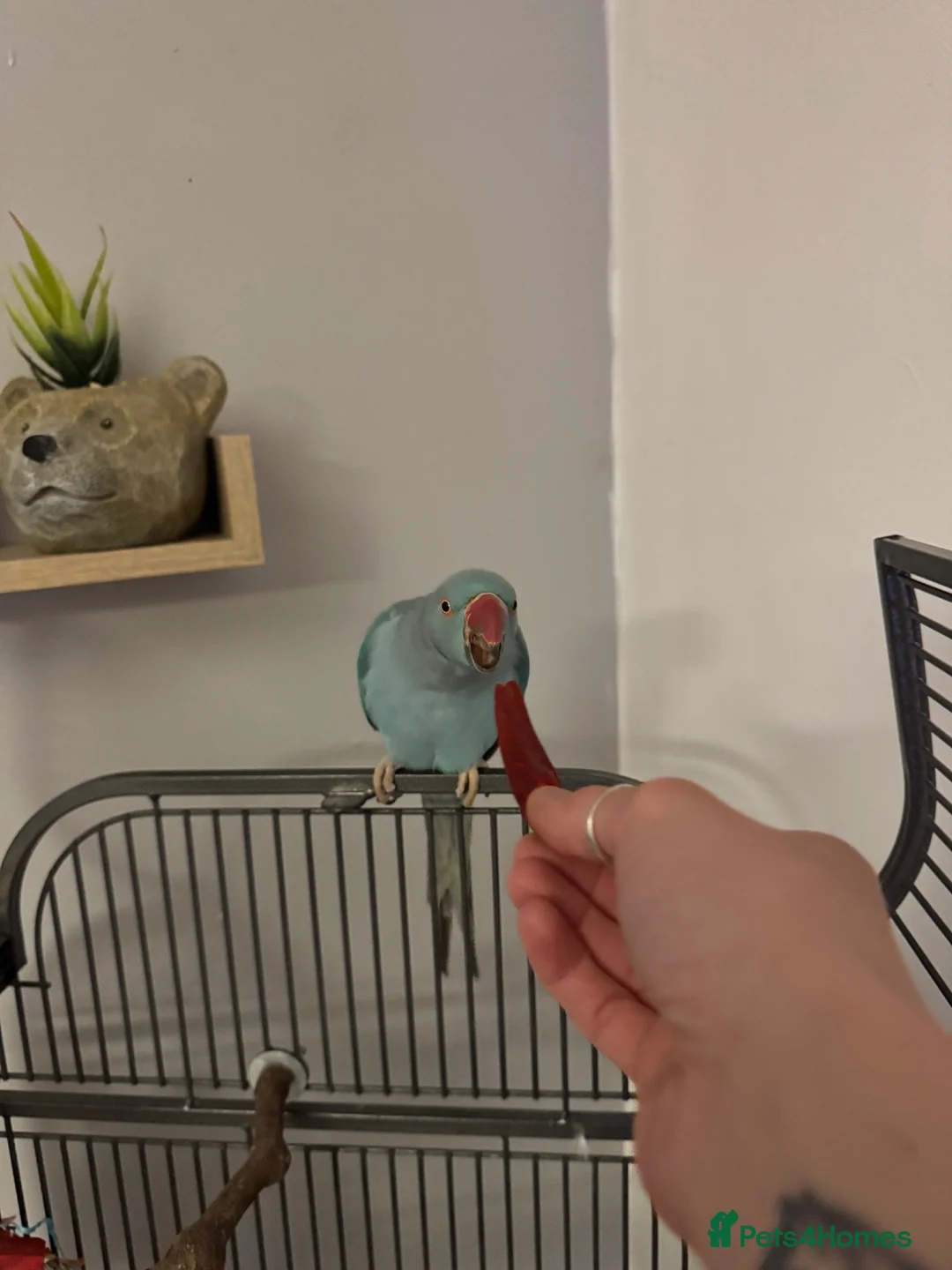 Ringnecks birds for sale: Male IRN - Advert 3