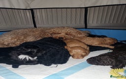 Cockapoo dogs for sale: Two coloured stunning Cockapoos available - Image 11