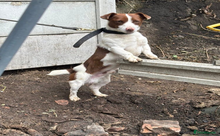 Jack Russell dogs - Advert 1