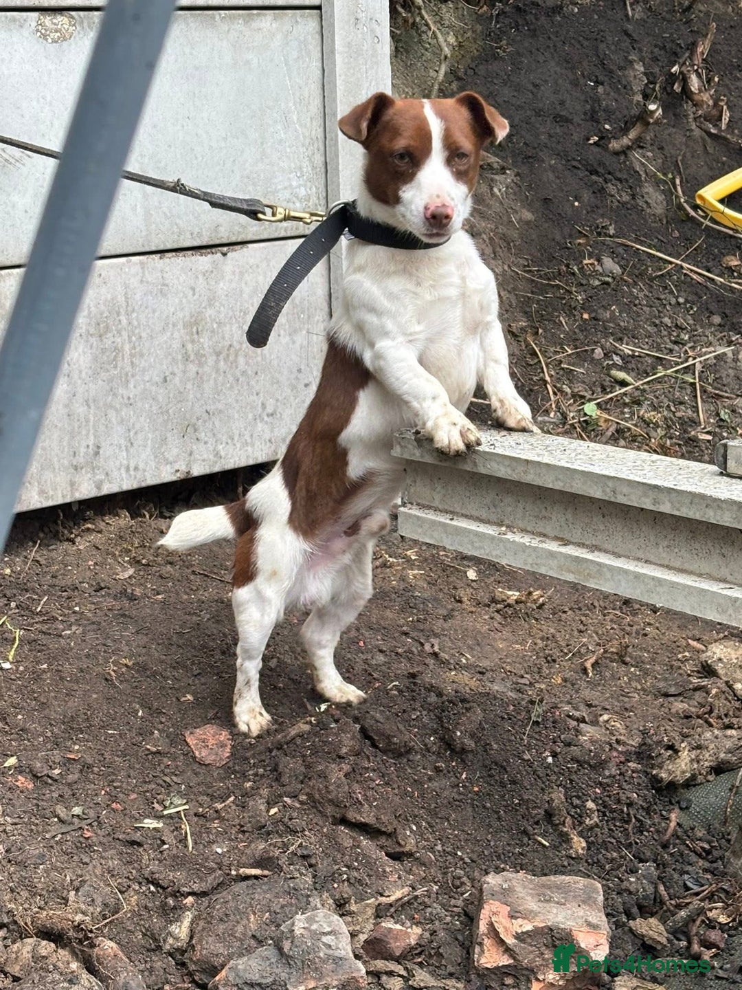 Jack Russell dogs for stud: Miniature Jack Russell for stud  - Image 1