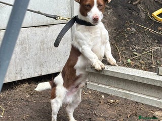 Jack Russell dogs - Advert 1