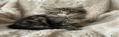 Maine Coon Kitten 4