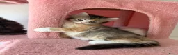 Mixed Breed cats for sale: looking for a new home, a new family!!! - Advert 4