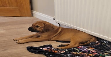 Mixed Breed dogs - Advert 1