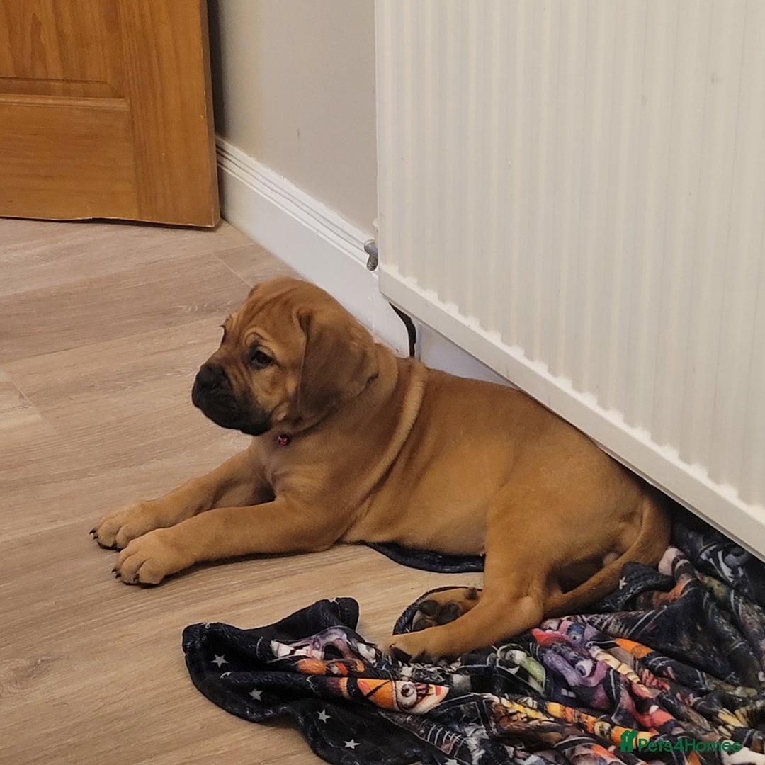 Mixed Breed dogs for sale: Aubrey is a 13 week old ddb x mastiff - Image 2