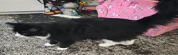 Mixed Breed cats for sale: Black and white long haired domestic - Advert 3