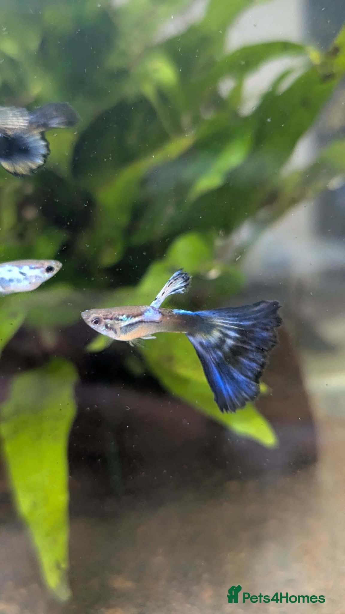 Other/Mixed Breed fish for sale: Guppy Long Tail - Advert 4