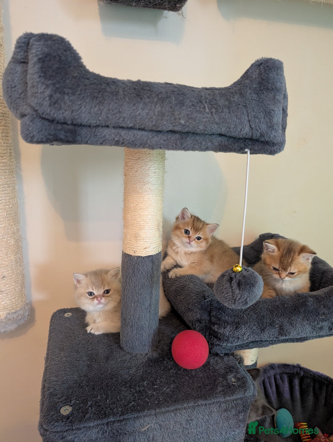 Brazilian Shorthair cats for sale: British black Tippett  - Image 9