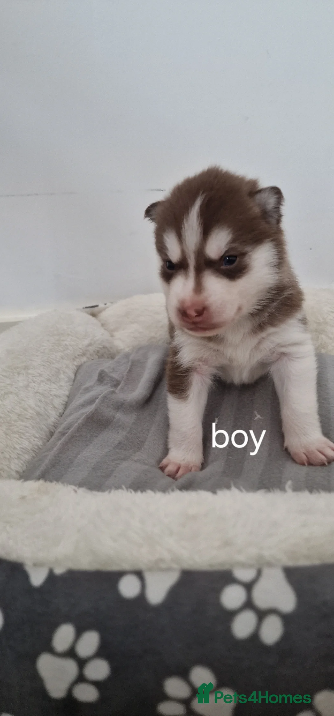 Siberian Husky dogs for sale: 🔥💙🐺 SIBERIAN HUSKY PUPPIES – READY TO RESERVE! - Advert 1