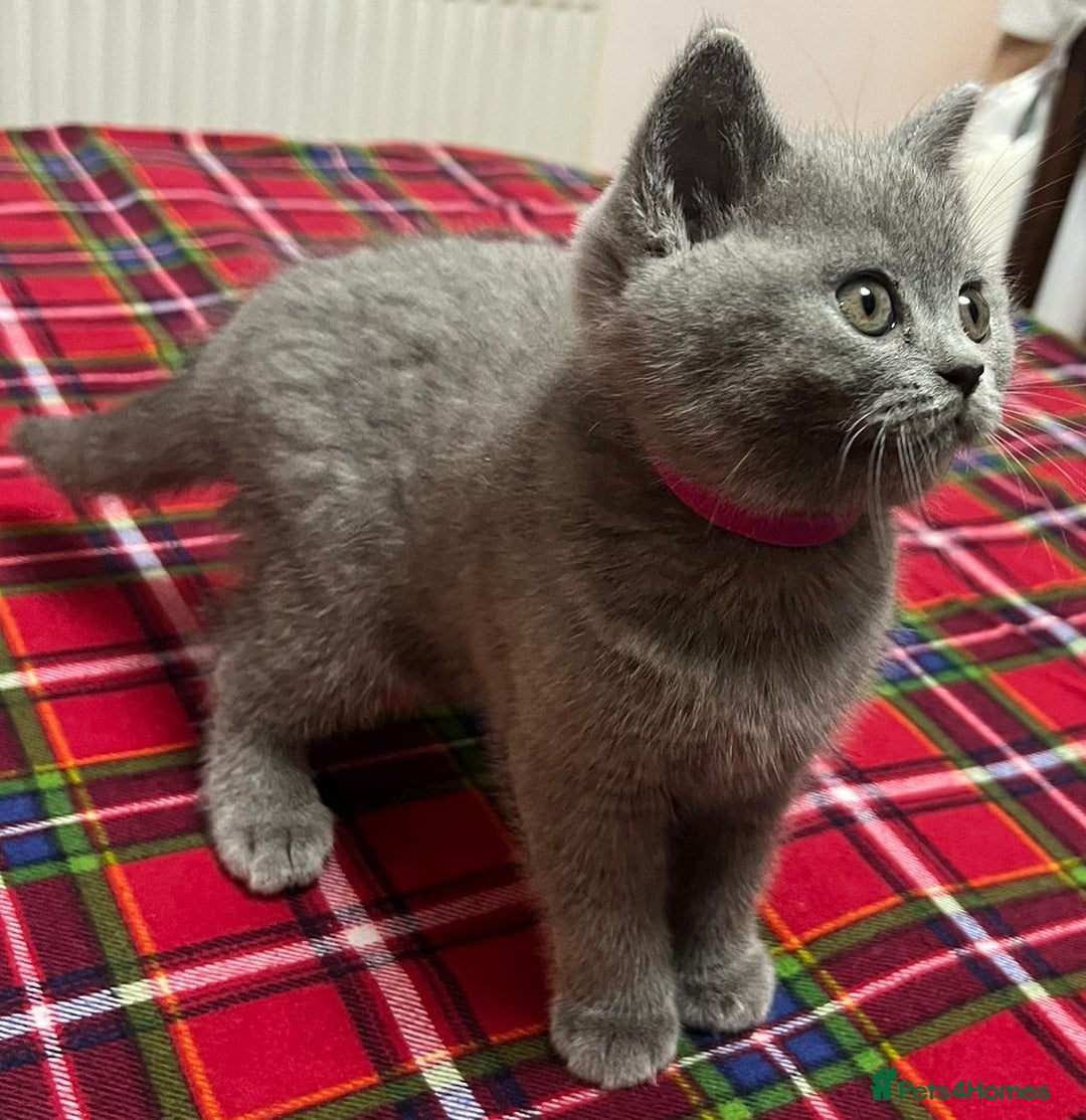 British Shorthair cats for sale: !!! Pure Blood Champions Pedigree BSH Kittens!!! - Advert 13