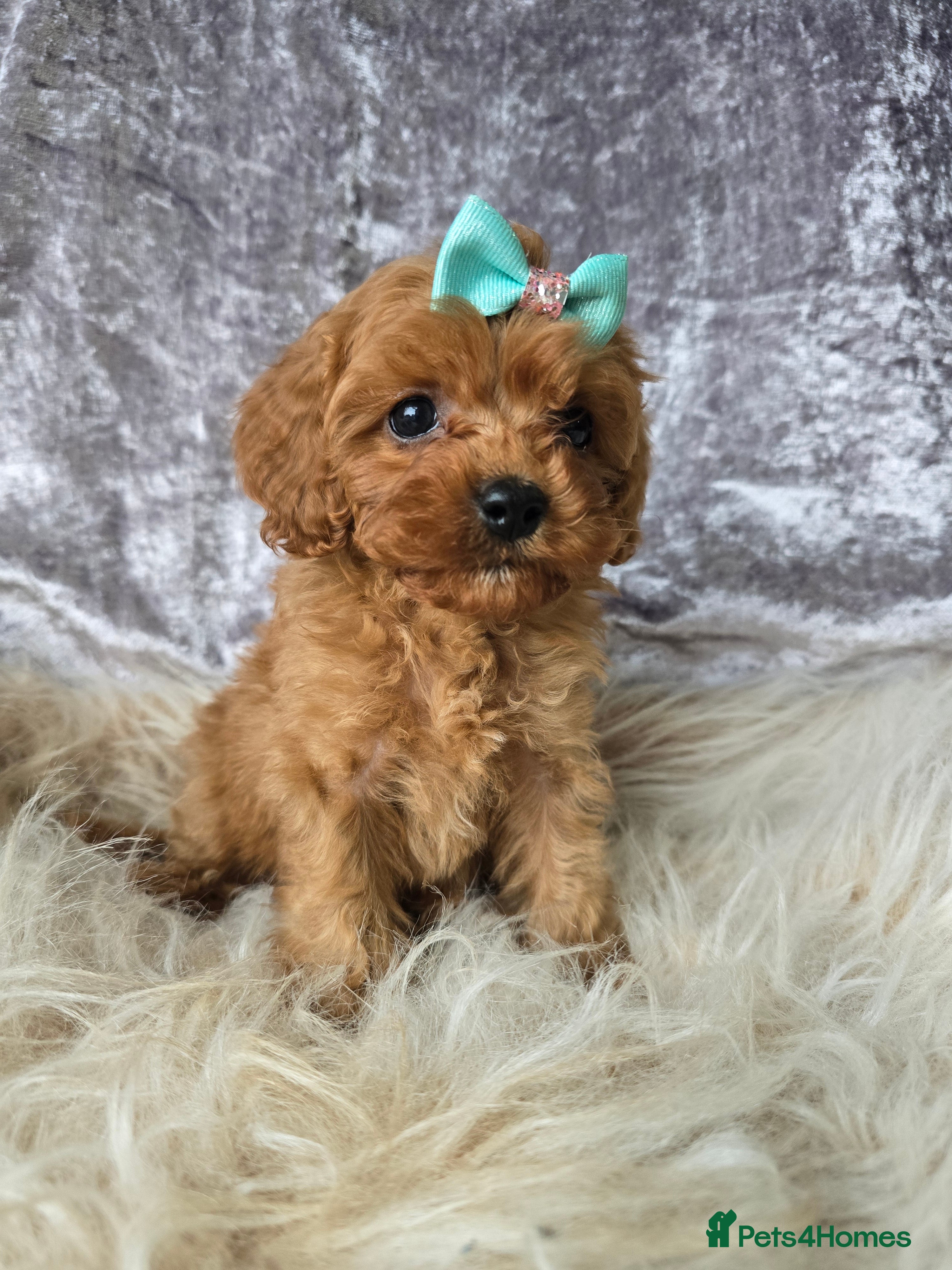 Cavapoo dogs ❤️TESTED TOY CAVAPOO ❤️ PUPS 🐶DNA CLEAR🥰 - Advert 5