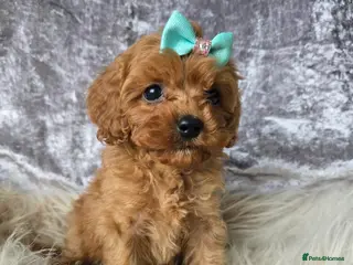 Cavapoo dogs ❤️TESTED TOY CAVAPOO ❤️ PUPS 🐶DNA CLEAR🥰 - Advert 5