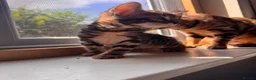 Mixed Breed cats for sale: Bencoon kittens Maine Coon x Bengal  - Advert 6