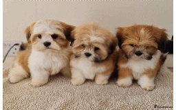 Lhasa Apso dogs for sale: KC Registered lhasa Apso puppies - Image 1