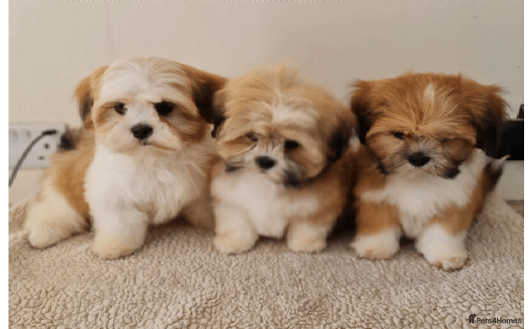 Lhasa Apso dogs - Advert 1