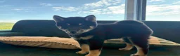 Japanese Shiba Inu dogs for sale: 3 beautiful Shiba puppies  - Advert 4