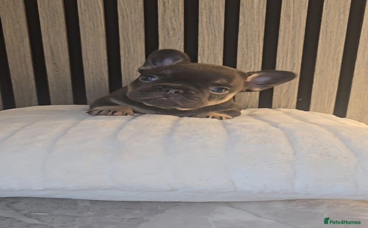 French Bulldog dogs - Advert 9