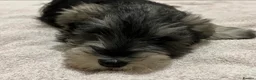 Miniature Schnauzer dogs for sale: READY Pepper salt boy miniature schnauzer pups - Advert 7