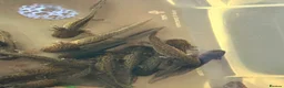 Axolotl reptiles for sale: Copper Axolotl babies For Sale - Advert 7