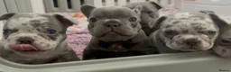 French Bulldog dogs for sale: French bulldog puppies ( READY TO LEAVE ) - Advert 5