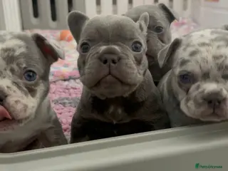 French Bulldog dogs French bulldog puppies - Advert 7
