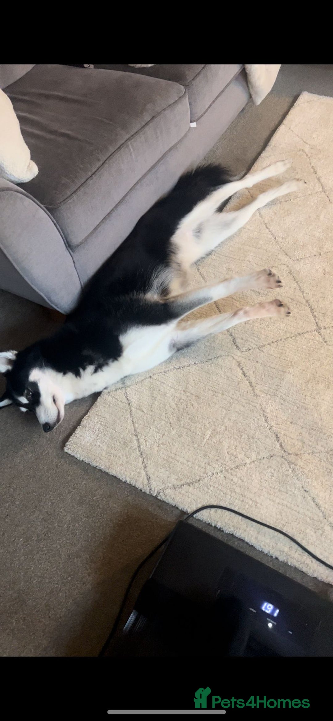 Mixed Breed dogs for sale: Siberian Husky/Border Collie cross - Advert 10