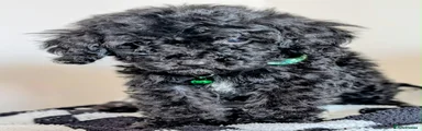 Cavapoochon 4 Coal 