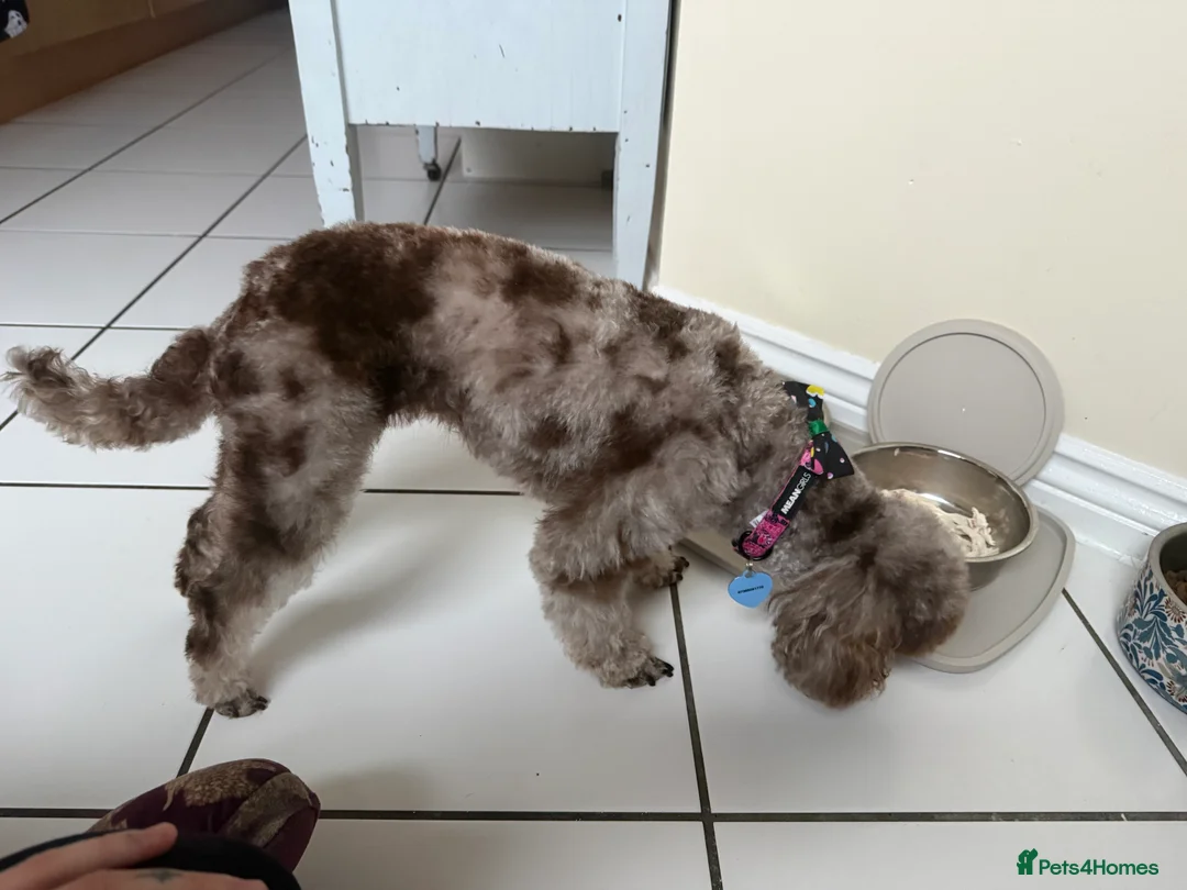 Toy Poodle dogs for sale: Chocolate phantom Merle toy poodle girl - Advert 7