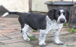 Mixed Breed dogs for sale: Gorgeous pointer x collie - Image 10