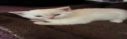 Mixed Breed cats for sale: Beautiful girls - Advert 9