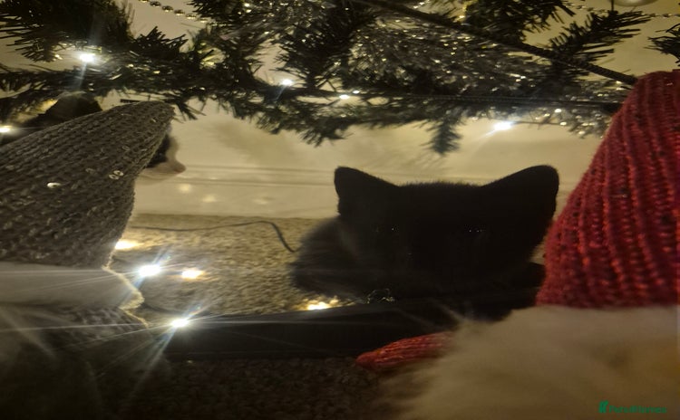 Mixed Breed cats One beautiful, curious girl left. 180£😍 - Advert 4