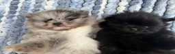 Pomeranian dogs for sale: 🧸 TOP QUALITY POM PUPPIES 🧸 - Advert 9