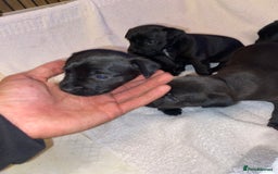 Patterdale Terrier dogs for sale: Patterdale terrier puppies  - Image 3