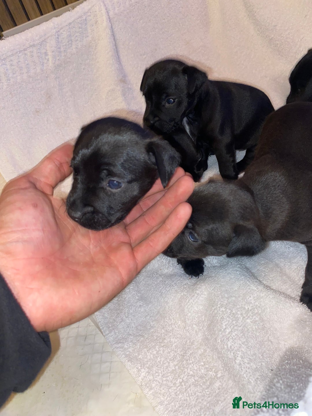 Patterdale Terrier dogs for sale: Patterdale terrier puppies  - Image 3
