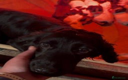 Cocker Spaniel dogs for sale: One blue roan cocker boy left - Image 5