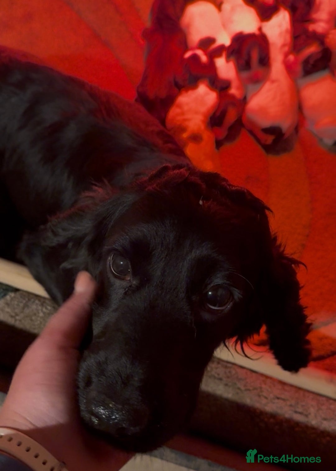 Cocker Spaniel dogs for sale: One blue roan cocker boy left - Image 5